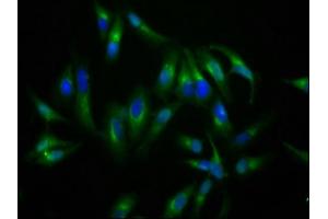 Immunofluorescence staining of Hela cells with ABIN7161322 at 1:200, counter-stained with DAPI. (Neuroligin 4 抗体  (AA 383-494))
