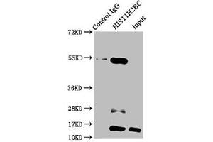 Immunoprecipitating HIST1H2BC in HepG2 whole cell lysate (treated with 30 mM sodium butyrate for 4h) Lane 1: Rabbit control IgG instead of ABIN7139161 in HepG2 whole cell lysate (treated with 30 mM sodium butyrate for 4h). (Histone H2B 抗体  (acLys15))