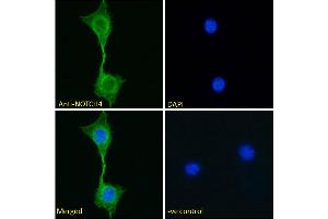 ABIN768617 Immunofluorescence analysis of paraformaldehyde fixed NIH3T3 cells, permeabilized with 0. (NOTCH4 抗体  (AA 1261-1273))