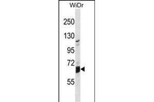 GLB1L Antibody (N-term) (ABIN1539000 and ABIN2849961) western blot analysis in WiDr cell line lysates (35 μg/lane). (GLB1L 抗体  (N-Term))