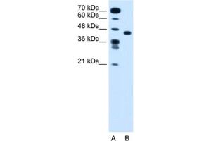 Western Blotting (WB) image for anti-Solute Carrier Family 35, Member C1 (SLC35C1) antibody (ABIN2462760) (SLC35C1 抗体)