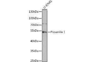 Western blot analysis of extracts of U-87MG cells, using Presenilin 1 antibody (ABIN3023159, ABIN3023160, ABIN3023161 and ABIN6219418) at 1:1000 dilution. (Presenilin 1 抗体  (AA 1-160))