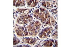 Immunohistochemistry analysis in formalin fixed and paraffin embedded human stomach tissue reacted with BMP14 / GDF5 Antibody (C-term) followed by peroxidase conjugation of the secondary antibody and DAB staining. (GDF5 抗体  (C-Term))