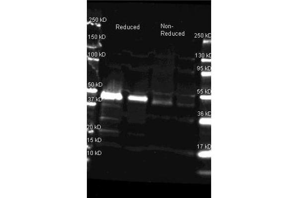 Peroxidase 抗体