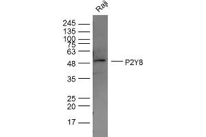 Raji lysates probed with P2Y8 Polyclonal Antibody, Unconjugated  at 1:300 dilution and 4˚C overnight incubation.