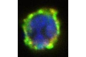 Immunofluorescence (IF) image for anti-Ectonucleotide pyrophosphatase/phosphodiesterase 3 (ENPP3) antibody (PE) (ABIN400883) (ENPP3 抗体  (PE))