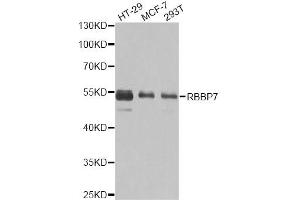 Western blot analysis of extracts of various cell lines, using RBBP7 antibody (ABIN6290864) at 1:1000 dilution. (RBBP7 抗体)