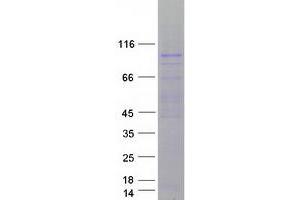 Validation with Western Blot (EIF2C3 Protein (Transcript Variant 1) (Myc-DYKDDDDK Tag))