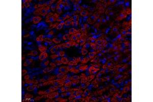 Immunofluorescence (Paraffin-embedded Sections) (IF (p)) image for anti-ATP Synthase, H+ Transporting, Mitochondrial F0 Complex, Subunit C1 (Subunit 9) (ATP5G1) antibody (ABIN7073141)