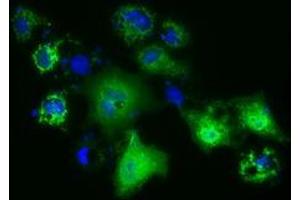 Anti-PANK2 mouse monoclonal antibody (ABIN2453419) immunofluorescent staining of COS7 cells transiently transfected by pCMV6-ENTRY PANK2 (RC215676). (PANK2 抗体)