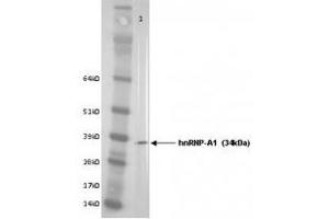 Image no. 1 for anti-Heterogeneous Nuclear Ribonucleoprotein A1 (HNRNPA1) antibody (ABIN108583) (HNRNPA1 抗体)
