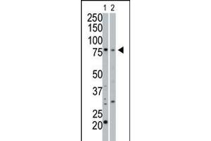 Antibody is used in Western blot to detect cGKI beta in 293 cell lysate (Lane 1) and mouse small intestine tissue lysate (Lane 2). (PRKG1 抗体  (C-Term))