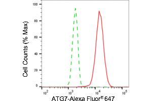 Flow cytometric analysis of ATG7 expression in HT- cells using ATG7 antibody (ABIN7797676), 1:2,000). (Recombinant ATG7 抗体)