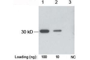 Lane 1-2: B-tag fusion protein in E. (B Tag 抗体)
