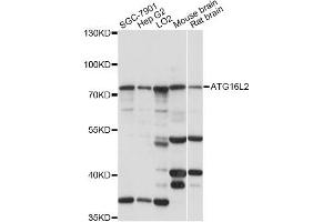Western blot analysis of extracts of various cell lines, using ATG16L2 antibody (ABIN6294039) at 1:1000 dilution. (ATG16L2 抗体)