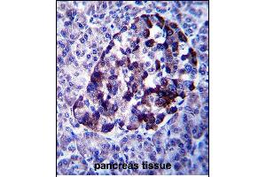 MID2 Antibody (C-term) (ABIN657562 and ABIN2846569) immunohistochemistry analysis in formalin fixed and paraffin embedded human pancreas tissue followed by peroxidase conjugation of the secondary antibody and DAB staining. (Midline 2 抗体  (C-Term))