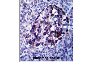 MID2 Antibody (C-term) (ABIN657562 and ABIN2846569) immunohistochemistry analysis in formalin fixed and paraffin embedded human pancreas tissue followed by peroxidase conjugation of the secondary antibody and DAB staining. (Midline 2 抗体  (C-Term))