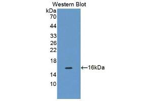 Western blot analysis of the recombinant protein. (CDK2AP1 抗体  (AA 1-115))