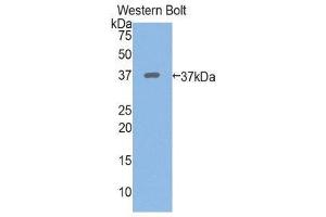 Western Blotting (WB) image for anti-Periplakin (PPL) (AA 1439-1716) antibody (ABIN1860294) (PPL 抗体  (AA 1439-1716))