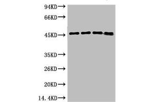Western blot analysis of 1) Hela, 2) 293T, 3) Mouse Brain Tissue, 4) Rat Brain Tissue using GAP-43 Monoclonal Antibody. (GAP43 抗体)