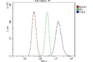 anti-Caldesmon 1 (CALD1) (AA 1-120) antibody