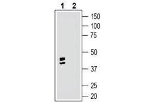 Western Blotting (WB) image for anti-G Protein-Coupled Receptor 35 (GPR35) (AA 156-170), (Extracellular) antibody (ABIN7043156)