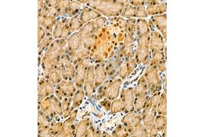 Immunohistochemistry of paraffin embedded rat pancreatic using CITED4 (ABIN7073356) at dilution of 1:2200 (400x lens)