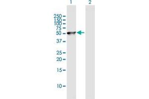 Western Blot analysis of C8orf30A expression in transfected 293T cell line by C8orf30A MaxPab polyclonal antibody. (FAM203B 抗体  (AA 1-390))