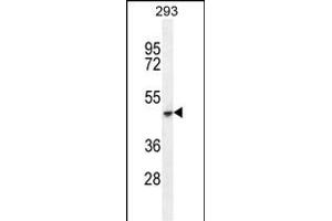COCH Antibody (C-term) (ABIN655279 and ABIN2844871) western blot analysis in 293 cell line lysates (35 μg/lane). (COCH 抗体  (C-Term))