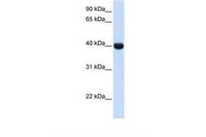 Image no. 1 for anti-Alcohol Dehydrogenase 1A (Class I), alpha Polypeptide (ADH1A) (AA 108-157) antibody (ABIN6737999) (ADH1A 抗体  (AA 108-157))