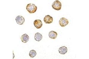 Immunohistochemistry (IHC) image for anti-Disrupted in Schizophrenia 1 (DISC1) (Middle Region) antibody (ABIN1030920) (DISC1 抗体  (Middle Region))