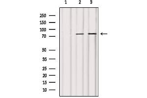 Western blot analysis of extracts from various samples, using ACSL4/FACL4 Antibody. (ACSL4 抗体  (N-Term))