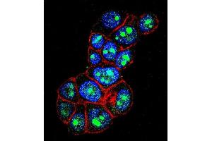 Confocal immunofluorescent analysis of PYGO1 Antibody (C-term) (ABIN656121 and ABIN2845460) with ZR-75-1 cell followed by Alexa Fluor 488-conjugated goat anti-rabbit lgG (green). (PYGO1 抗体  (C-Term))