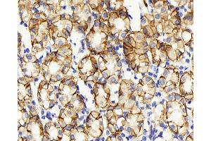 Immunohistochemistry analysis of paraffin-embedded human stomach using Claudin 5 Polyclonal Antibody at dilution of 1:400. (Claudin 5 抗体)