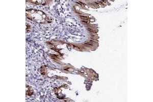 Immunohistochemical staining of human rectum with MUC13 polyclonal antibody  shows strong cytoplasmic positivity in goblet cells. (MUC13 抗体)