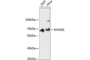 Western blot analysis of extracts of various cell lines, using R antibody (ABIN6130680, ABIN6146734, ABIN6146735 and ABIN6217020) at 1:3000 dilution. (RAVER1 抗体  (AA 390-490))