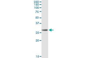 AK2 MaxPab rabbit polyclonal antibody. (Adenylate Kinase 2 抗体  (AA 1-239))