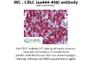 Image no. 1 for anti-Cbl proto-oncogene C (CBLC) (AA 444-458) antibody (ABIN1732716) (CBLC 抗体  (AA 444-458))