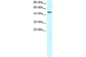 WB Suggested Anti-C5orf41 Antibody Titration:  0.