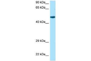 WB Suggested Anti-Rcc1 Antibody Titration: 1. (RCC1 抗体  (N-Term))