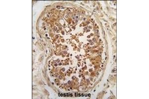 Formalin-fixed and paraffin-embedded human testis tissue reacted with *ULK3 antibody (N-term) (ABIN392709 and ABIN2842186) , which was peroxidase-conjugated to the secondary antibody, followed by DAB staining. (ULK3 抗体  (N-Term))
