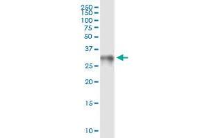 Immunoprecipitation of HMGB1 transfected lysate using rabbit polyclonal anti-HMGB1 and Protein A Magnetic Bead (HMGB1 (人) IP-WB Antibody Pair)