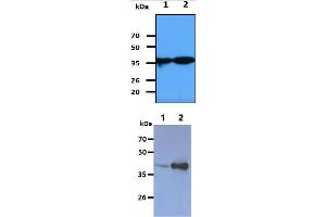 The cell lysates (40ug) were resolved by SDS-PAGE, transferred to PVDF membrane and probed with anti-human NANS antibody (1:1000). (NANS 抗体)