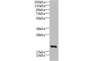 Western blot All lanes: MYL7 antibody IgG at 2. (MYL7 抗体  (AA 1-175))