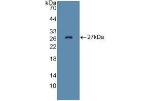 Detection of Recombinant FBN1, Mouse using Polyclonal Antibody to Fibrillin 1 (FBN1) (Fibrillin 1 抗体  (AA 959-1145))