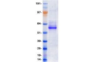 Validation with Western Blot (P2RX2 Protein (Myc-DYKDDDDK Tag))