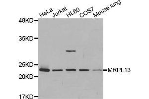 Western Blotting (WB) image for anti-Mitochondrial Ribosomal Protein L13 (MRPL13) antibody (ABIN1877008) (MRPL13 抗体)