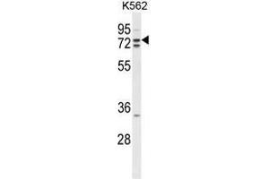 Western blot analysis of ZRANB1 Antibody (C-term) in K562 cell line lysates (35 µg/lane). (ZRANB1 抗体  (C-Term))