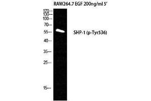 Western Blotting (WB) image for anti-Protein-tyrosine Phosphatase 1C (PTPN6) (pTyr536) antibody (ABIN3173194) (SHP1 抗体  (pTyr536))