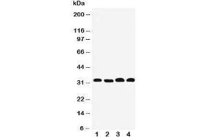 Western blot testing of Prohibitin 2 antibody and Lane 1: human PANC;  2: (h) COLO320;  3: (h) U87cell lysate;  4: mouse HEPA. (Prohibitin 2 抗体  (Middle Region))